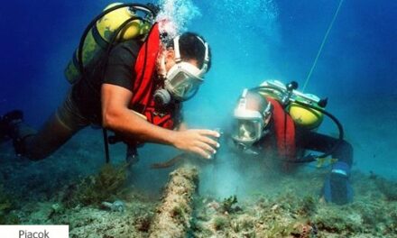 A lehetőségek tengere: víz alatti kertészek hozzák vissza a tengeri erdőket