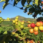 Webshopot nyitott Magyarországon az olasz prémium kávémárka