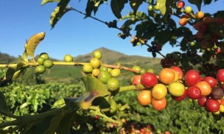 Webshopot nyitott Magyarországon az olasz prémium kávémárka