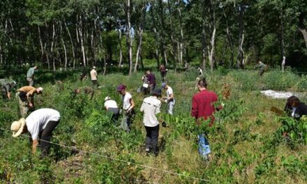 Biodiverzitástól a Bioblitzig: különleges természetvédelmi projekt fut Dunavecsén
